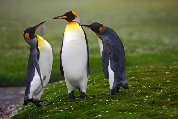 Kung pingviner stående på gräs — Stockfoto