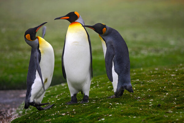 King penguins standing on grass in Falkland Islands, Beautiful penguins in the nature habitat