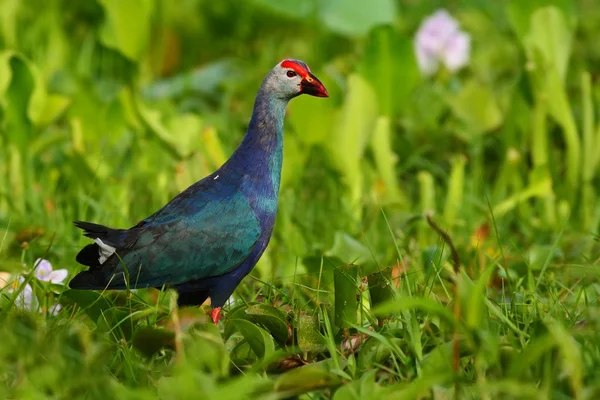 Purple Swamphen in grass — Stock Photo, Image