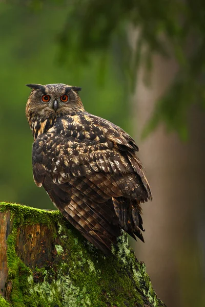 Hibou aigle eurasien assis sur souche — Photo