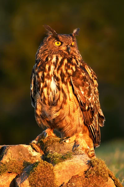 Євразійський Сова орел, сидячи на камінь — стокове фото
