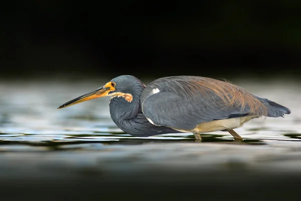 Suda tricolored Heron avcılık — Stok fotoğraf