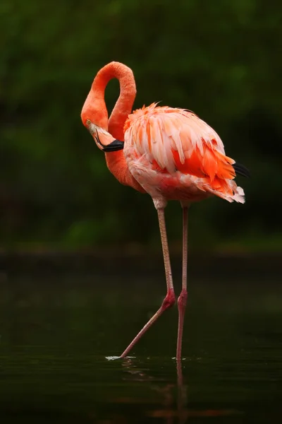 Gyönyörű rózsaszín Caribbean Flamingo — Stock Fotó