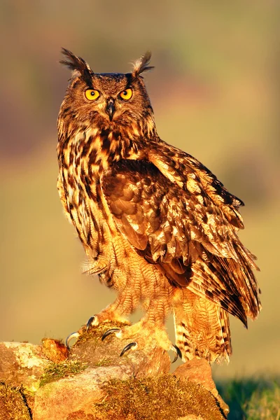 Eurasian Eagle Owl sitting on stone — Stock Photo, Image