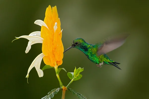 Hummingbird med gul blomma — Stockfoto