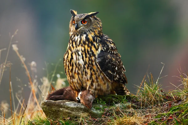 Eurasian Eagle Owl sitting on stone — Stock Photo, Image