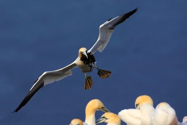 Flying Northern gannet — Stock Photo, Image