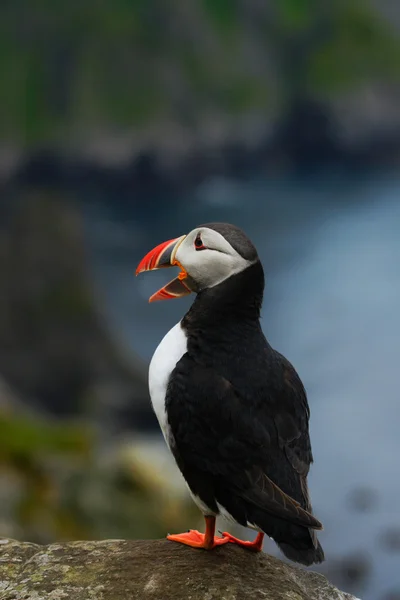 Atlantische Puffin zittend op rots — Stockfoto