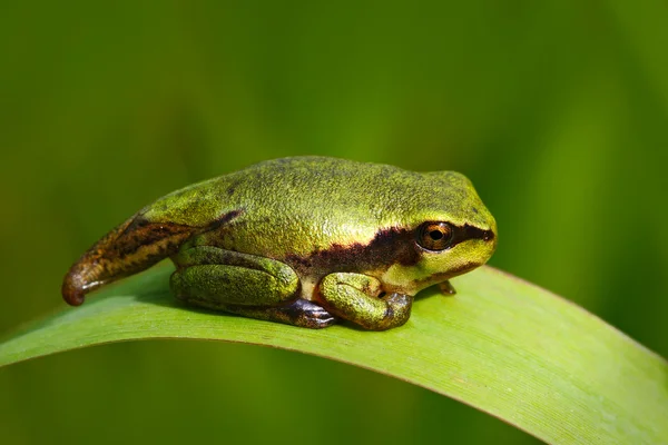 Tadpole wormsalamanders Europese boomkikker — Stockfoto