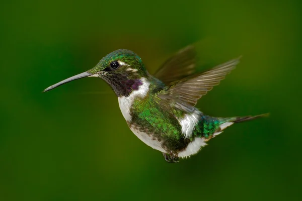 Vitbukad skogsstjärna hummingbird — Stockfoto