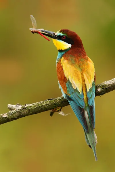 European Bee-eater sitting on branch — Stock Photo, Image