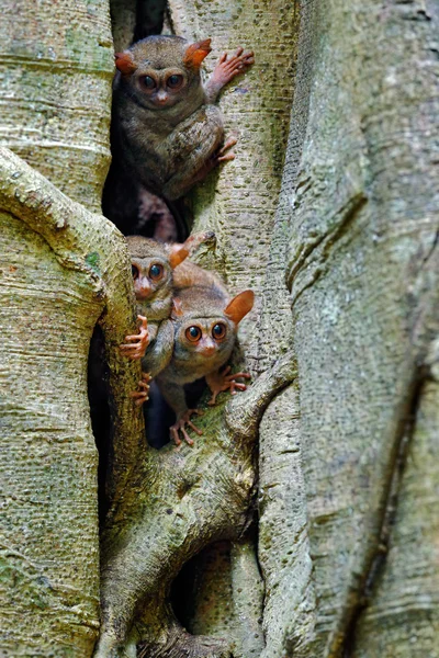 Famille Tarsier dans un grand arbre — Photo