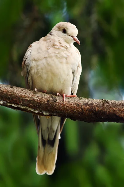 襟付きのユーラシア鳩 — ストック写真