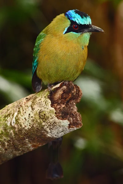Blue-crowned Motmot sitting on branch — Stock Photo, Image
