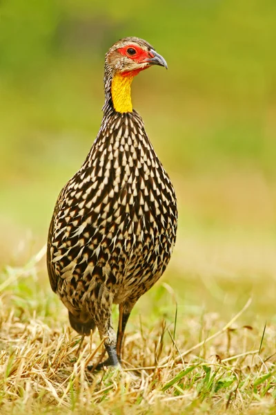 Yellow Necked Spurfowl — Stok fotoğraf