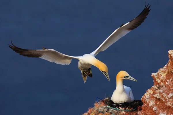 Iki Kuzey Gannets — Stok fotoğraf