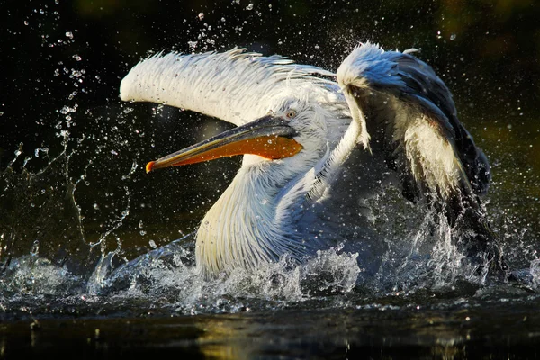 Белый пеликан в воде — стоковое фото