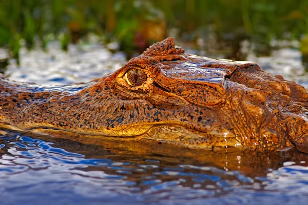 Krokodil in water met avondzon — Stockfoto