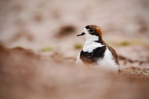 Dvoupruhované Plby na písečné pláži — Stock fotografie