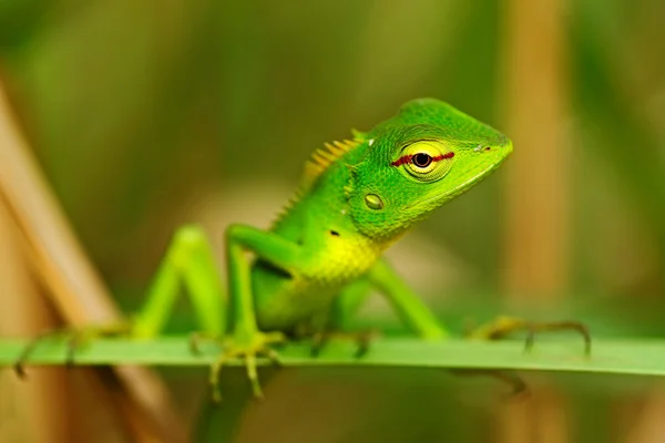 Lagarto Jardim Verde — Fotografia de Stock