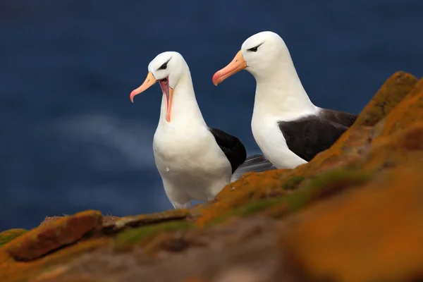 Aves marinas Albratrosses de cejas negras — Foto de Stock