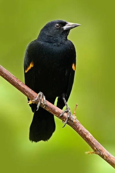 Vörösszárnyú Blackbird a fiókon ülve — Stock Fotó