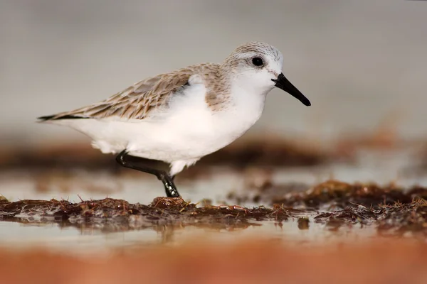 Semipalmated sandpiper on ocean coast — Stock Photo, Image