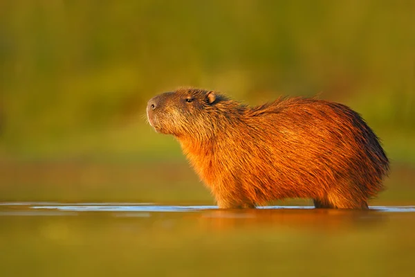 Capibara in piedi in acqua — Foto Stock