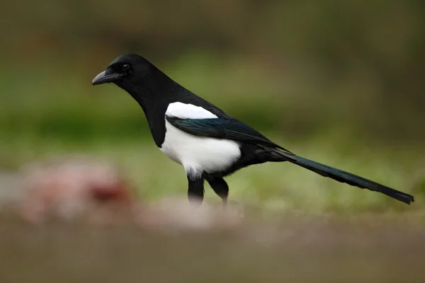 European Magpie standing in grass — Stock Photo, Image