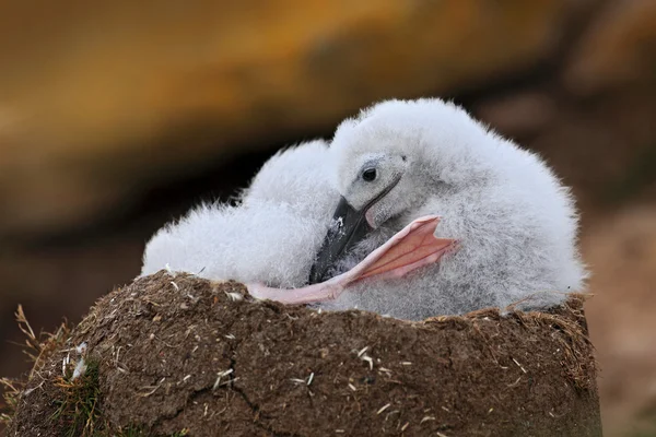 Schattige baby voor zwart-browed albatross — Stockfoto