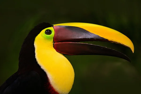 Tucano com bico grande — Fotografia de Stock