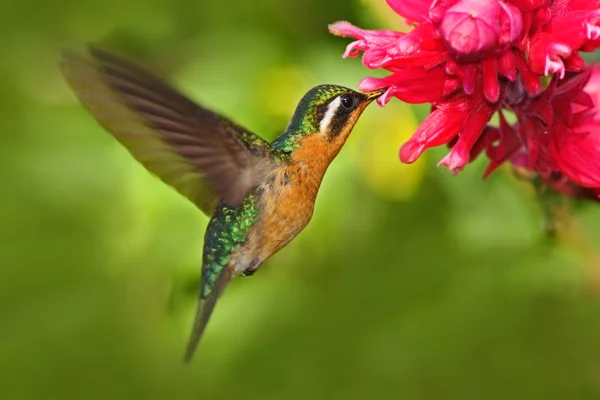 Летящий колибри с цветами — стоковое фото