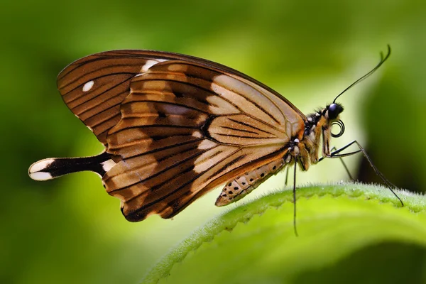 Schmetterling sitzt auf Blatt — Stockfoto