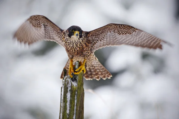 Halcón peregrino sentado en el tronco —  Fotos de Stock