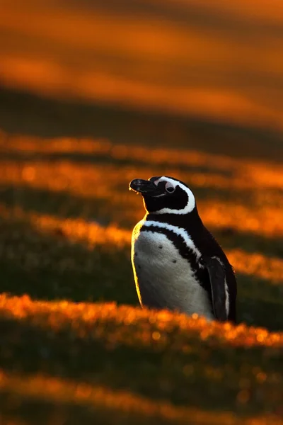 Пингвин в оранжевом закате — стоковое фото