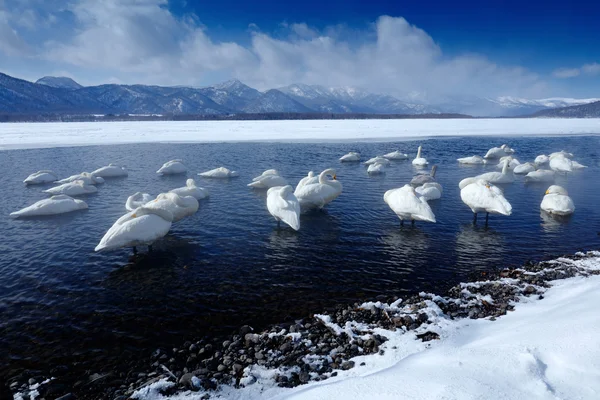 Escena de vida silvestre con cisnes — Foto de Stock