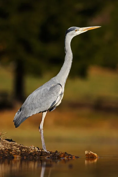 Grey Heron standing near water — Stock Photo, Image