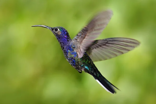Repülő nagy kolibri — Stock Fotó