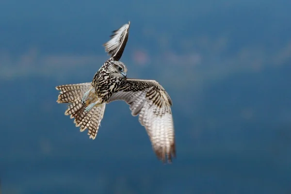 Falcon in fly — стоковое фото
