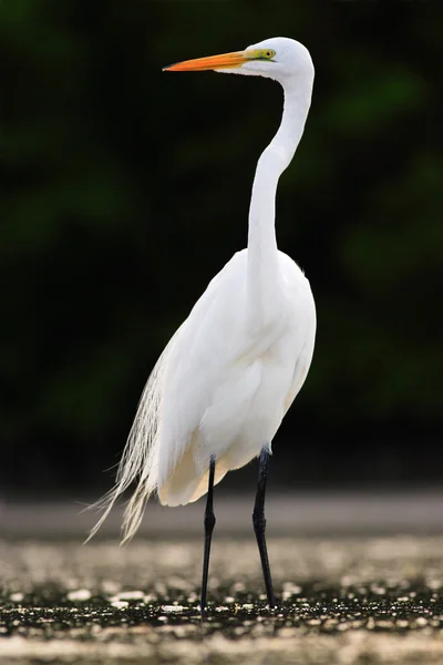 White heron with orange bill — Stockfoto