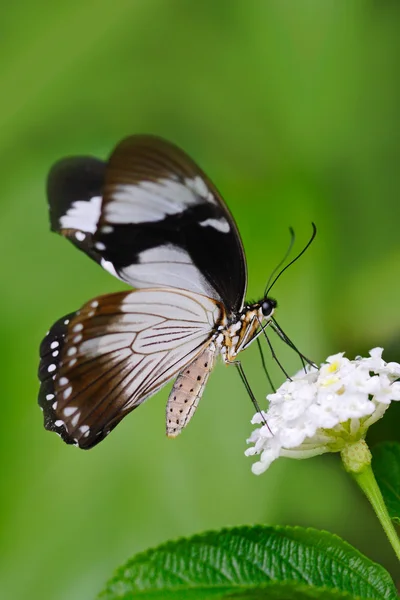 Schmetterling auf Blume sitzend — Stockfoto