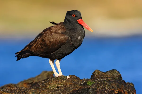 Blakish Oystercatcher med röd näbb — Stockfoto