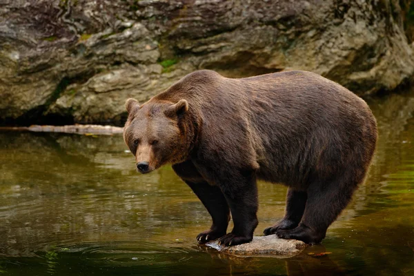 Urso castanho em pé sobre rocha — Fotografia de Stock