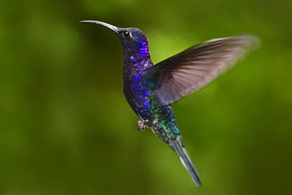 Vliegende grote Hummingbird — Stockfoto