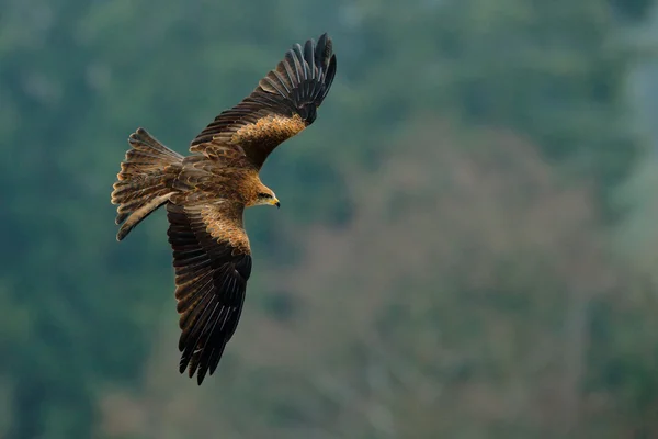 Flying Black Kite — Stock Photo, Image