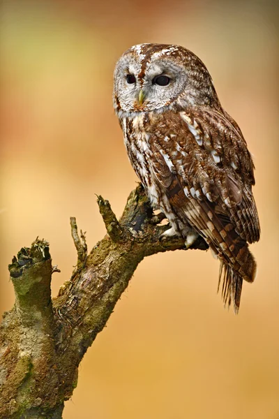 Waldkauz — Stockfoto