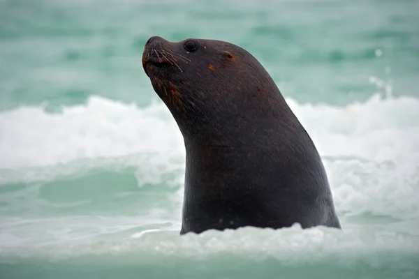 Zeeleeuw in het water — Stockfoto