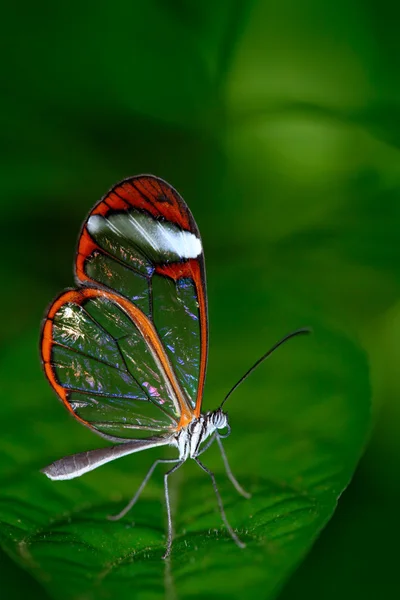 Schmetterling sitzt auf Blatt — Stockfoto