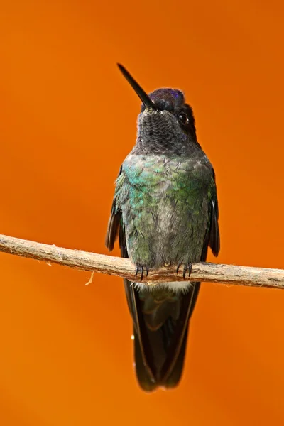 hummingbird sitting on branch