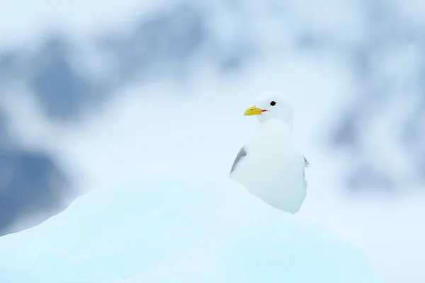 Zwart-legged Kittiwake vogel — Stockfoto